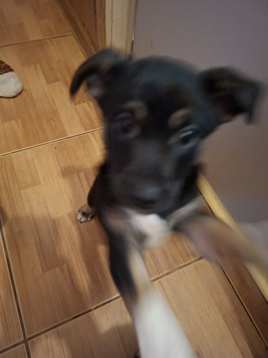 Oddam szczeniaki suczki