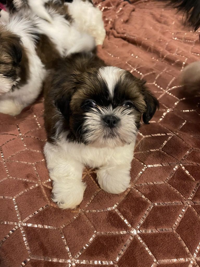 Shihtzu z rodowodem