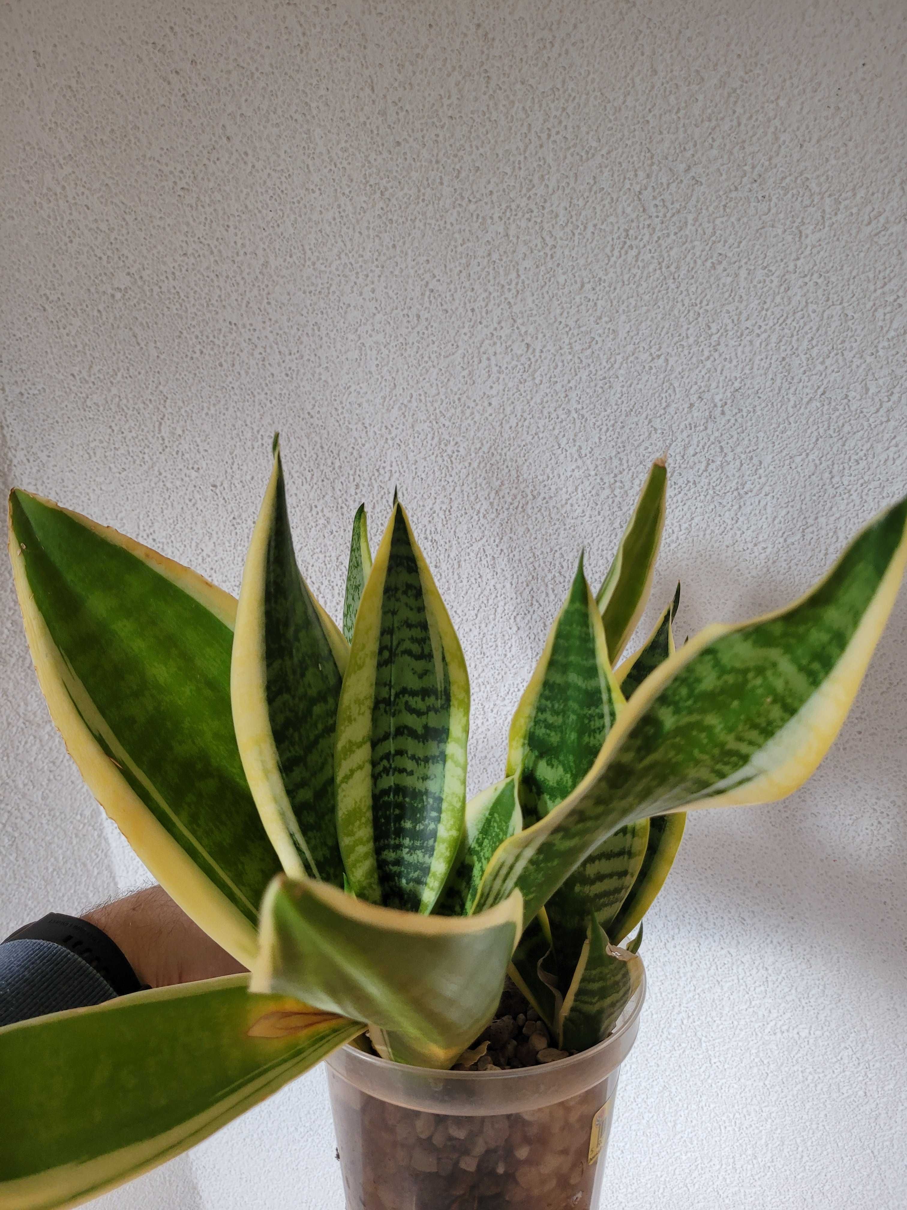 Sansevieria Laurentii