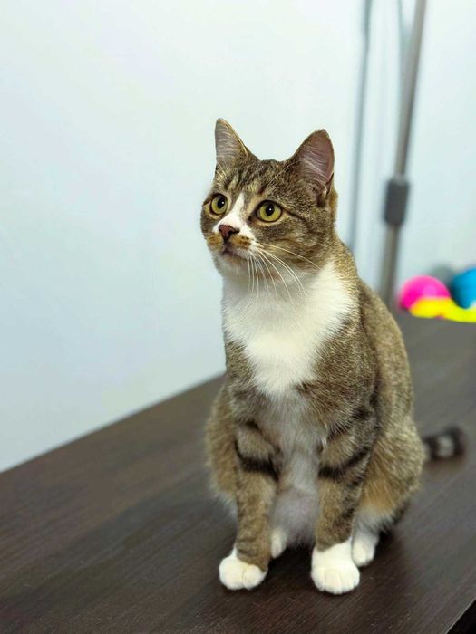 Serdeczny Maniuś szuka domku