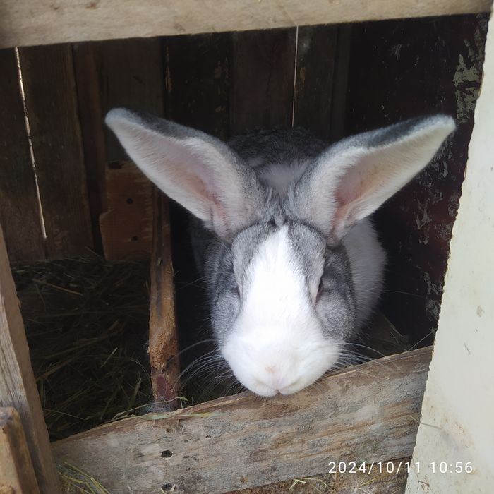 Продам кролів -150 грн.