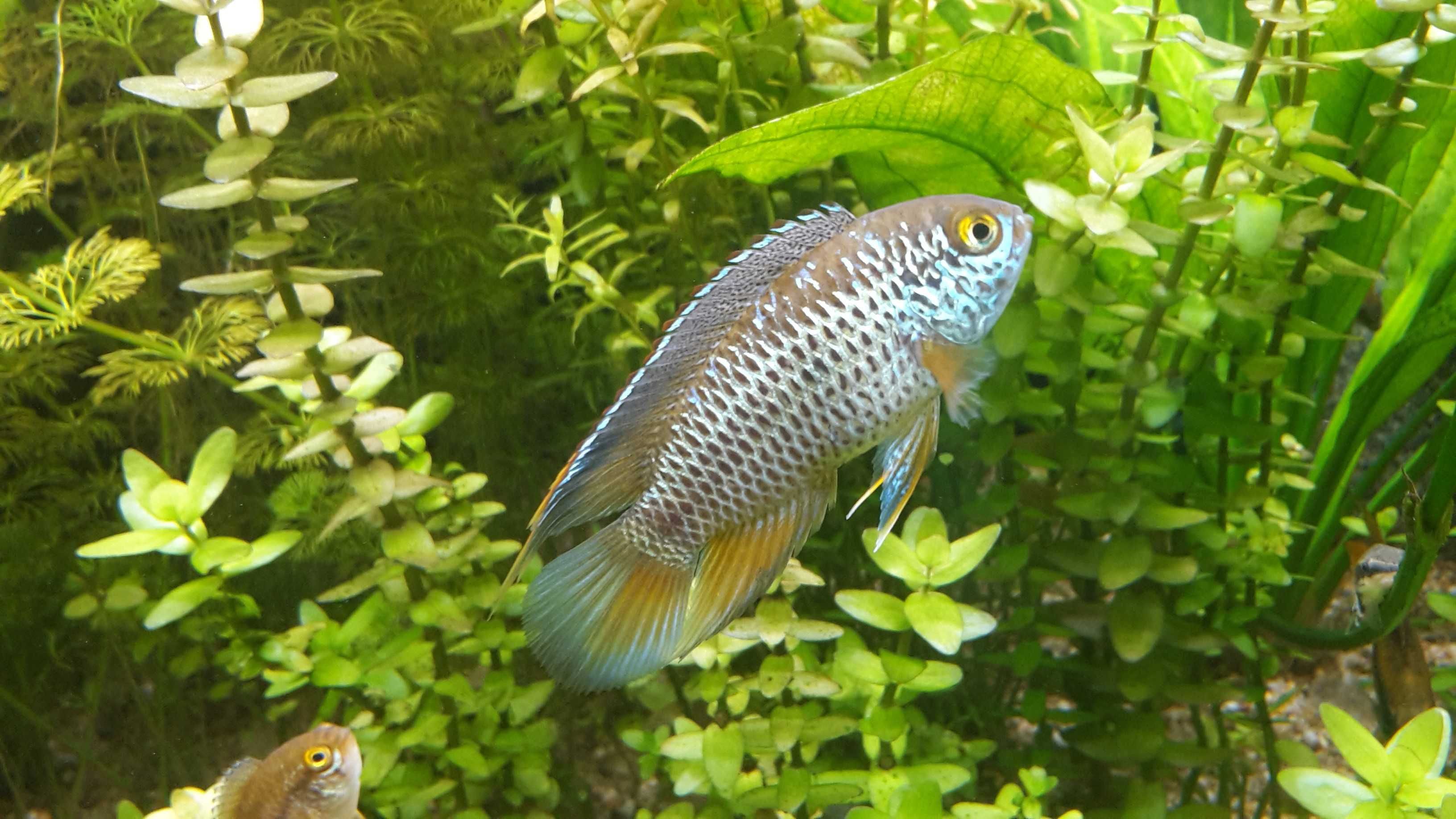 Akara Paskowana Nannacara anomala, Pielęgniczki Ameryka Południowa