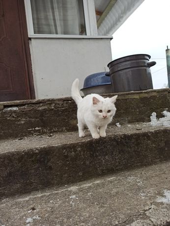 Котиня білого окрасу