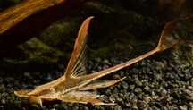 Sturisoma aureum - sturisoma złocista (zbrojnik)