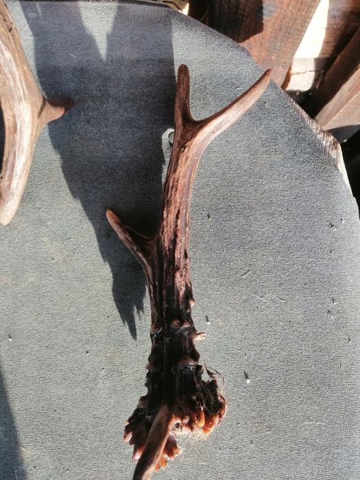 Róg kozła, sarny, trofeum myśliwskie, dekoracja