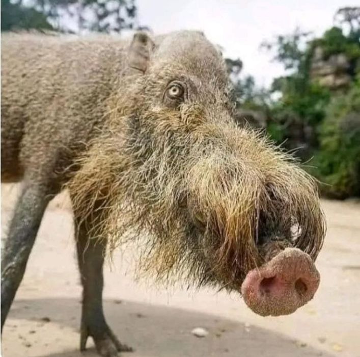 Продам кнура 5 кг