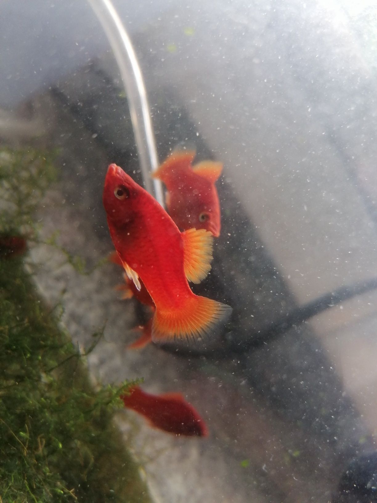 Peixes Platys laranja machos e fêmeas