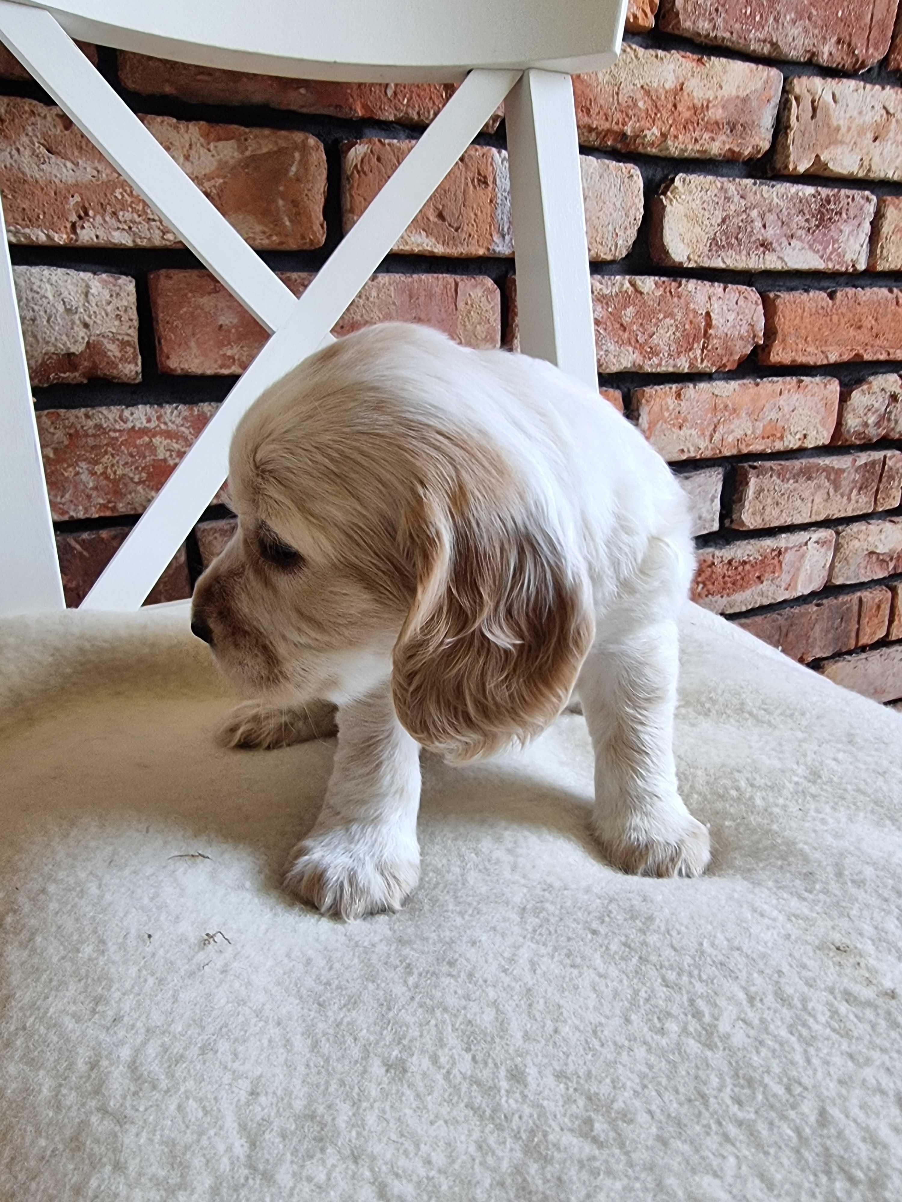Cocker spaniel angielski śliczny szczeniaczek do odbioru