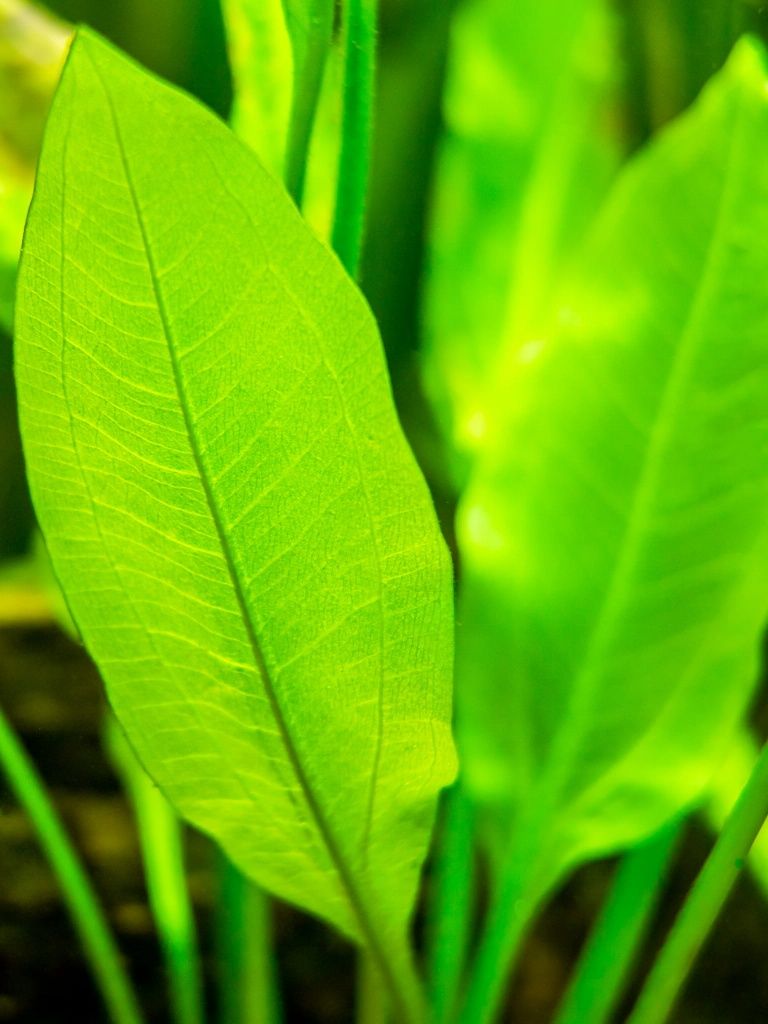 Rośliny akwariowe MIX 20 sztuk Echinodorus - Żabienice - plantacja