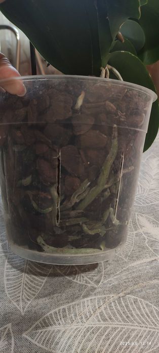 Орхідея baby fase домашнє цвітіння