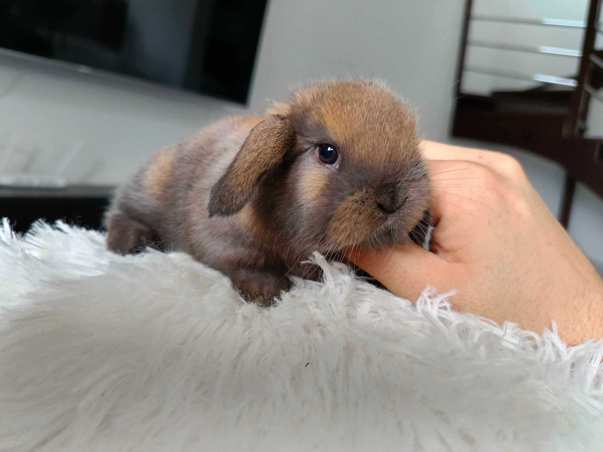 Mini lop karzełek Teddy hodowla zarejestrowana