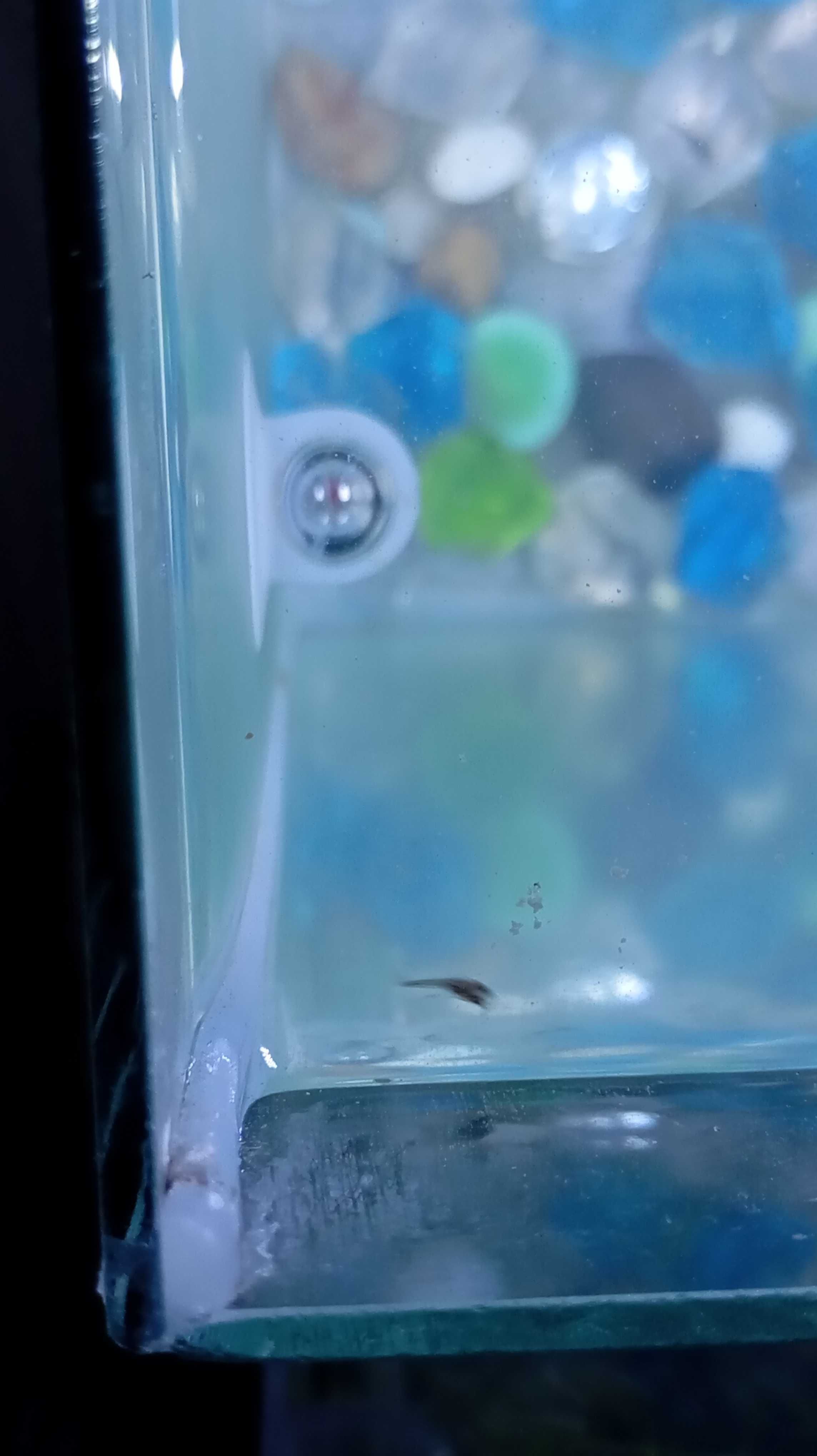 Peixes     guppy