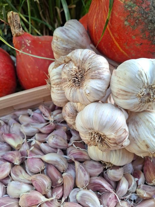 Czosnek ozimy harnaś