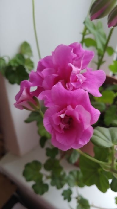 Пеларгонія ампельна