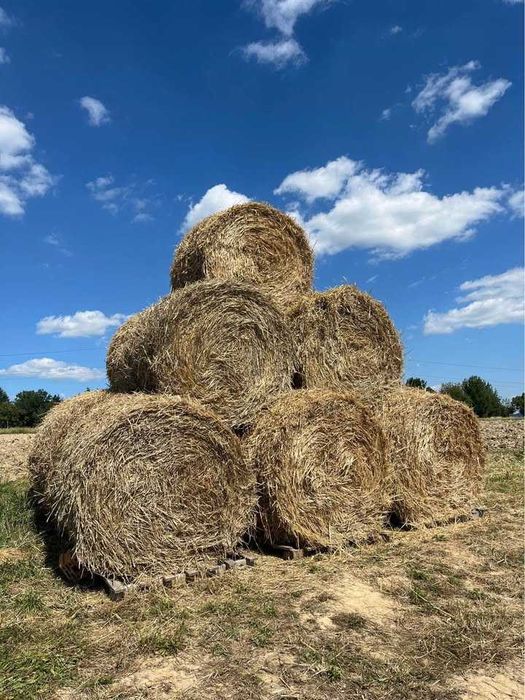 Słoma 2025 bele 130x130