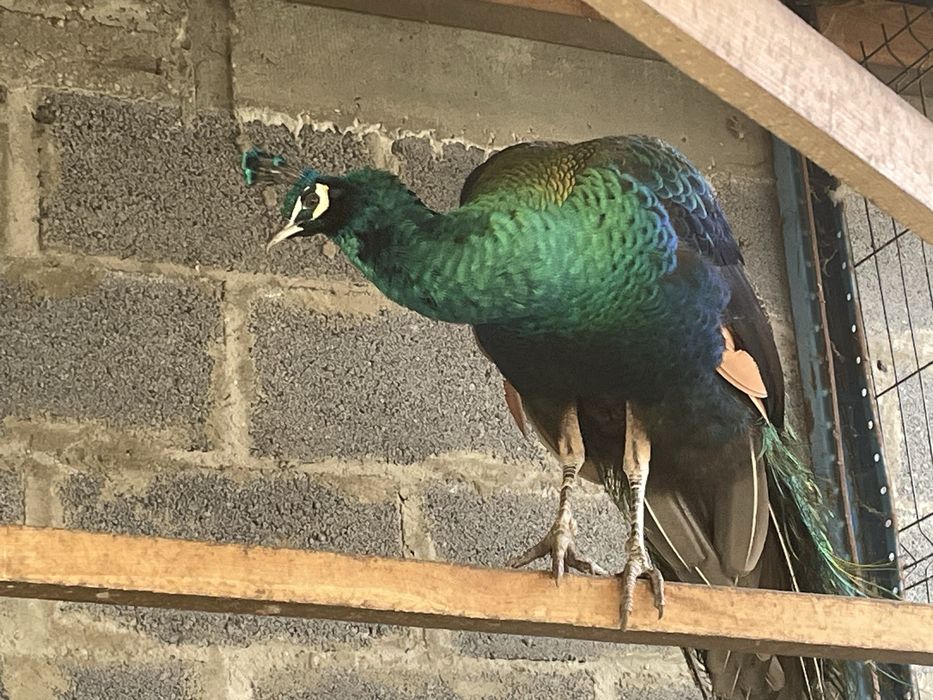 Sprzedam Dorosle Pawie