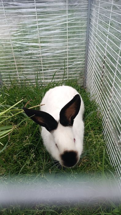 Samica królik kalifornijski króliki król