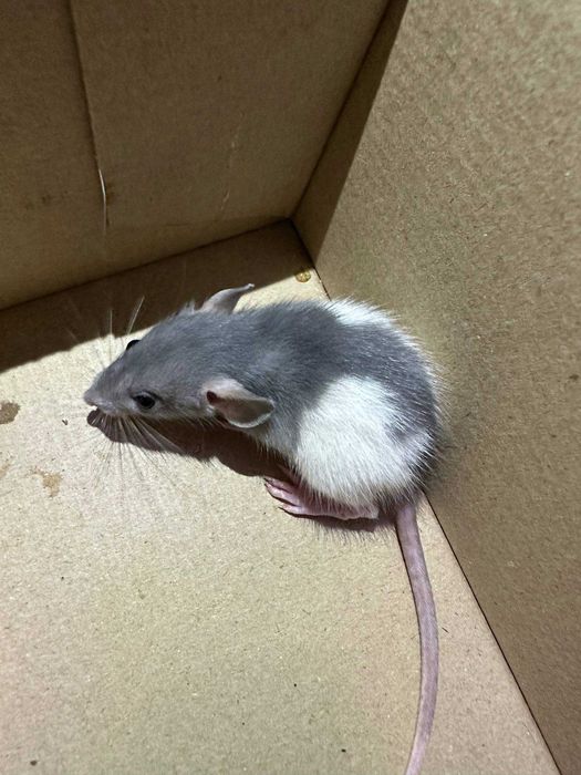 Декоративні щурики, дамбо