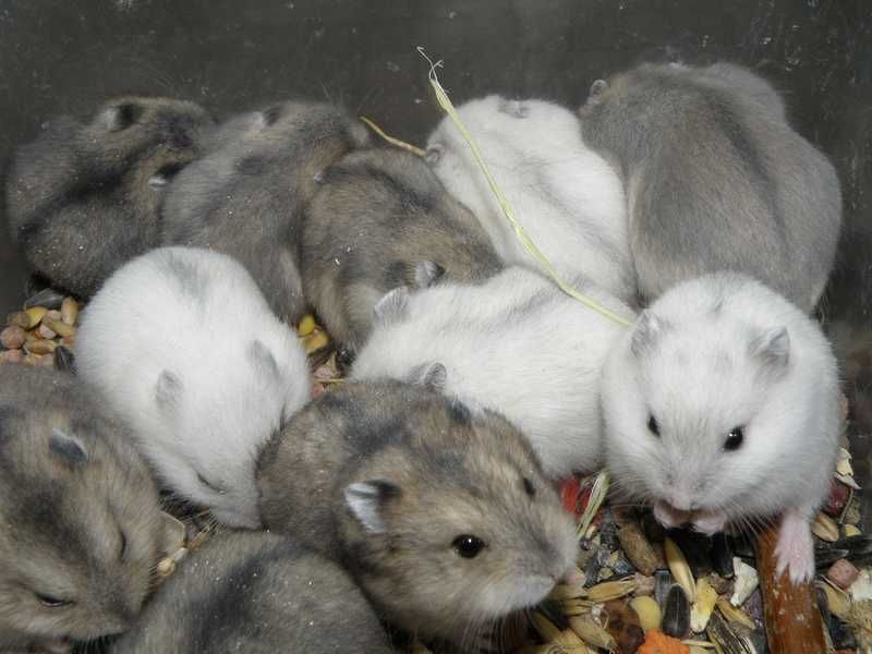 Chomiki dżungarskie z 06.11.2025r - Wrocław