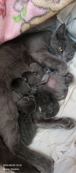 Продам кошенят британки прямовухі