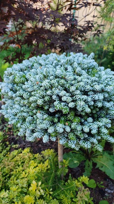 Ялиця пихта корейська Kohouts Icebreaker на штамбі