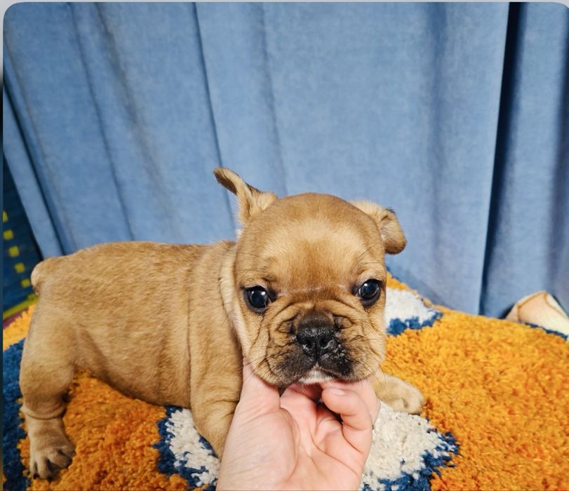 Дівчинка французський бульдог