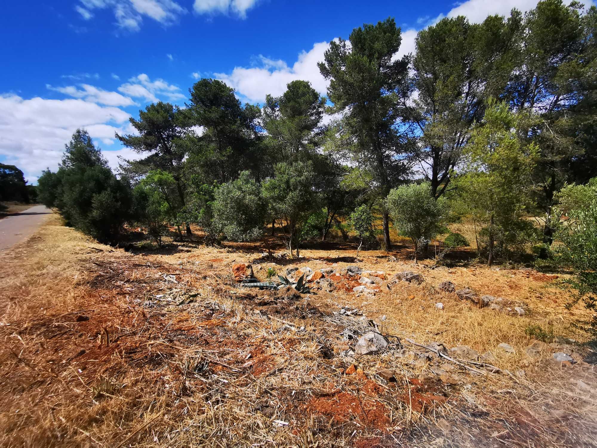 Limpeza de terrenos,desmatações /Landscape clearance,landscape changes