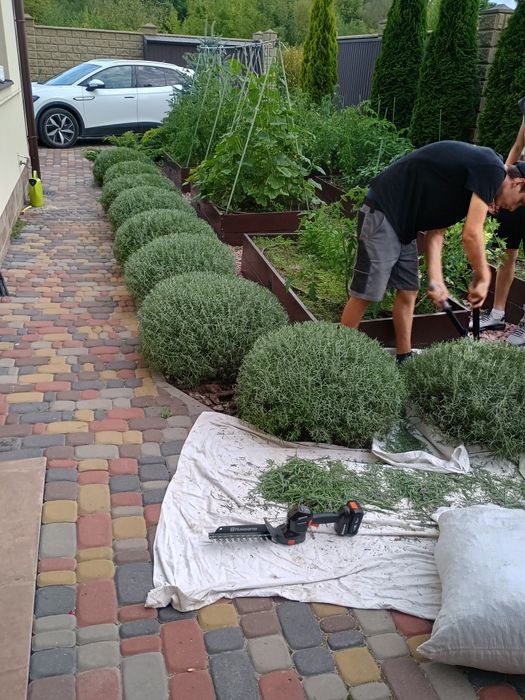 Стрижка рослин, посів газону, обрізка дерев