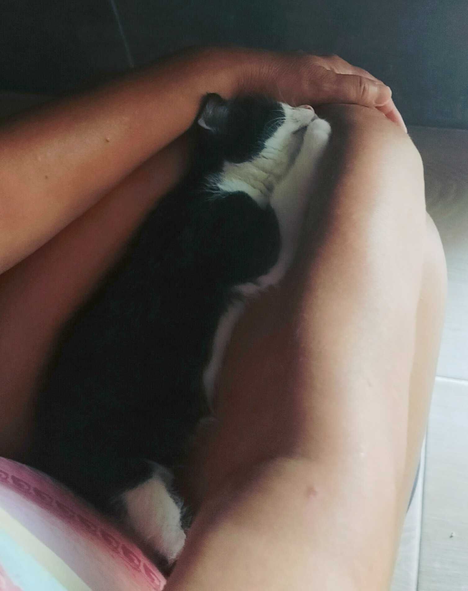 Cudowne Kociaki do adopcji