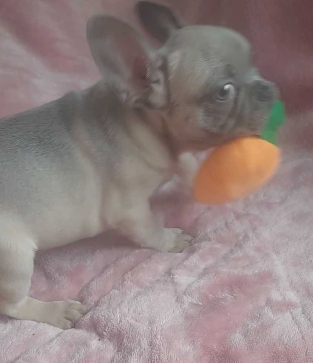 *Buldog francuski piesek blue fawn już do odbioru