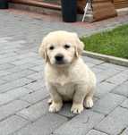Golden Retriever suczka