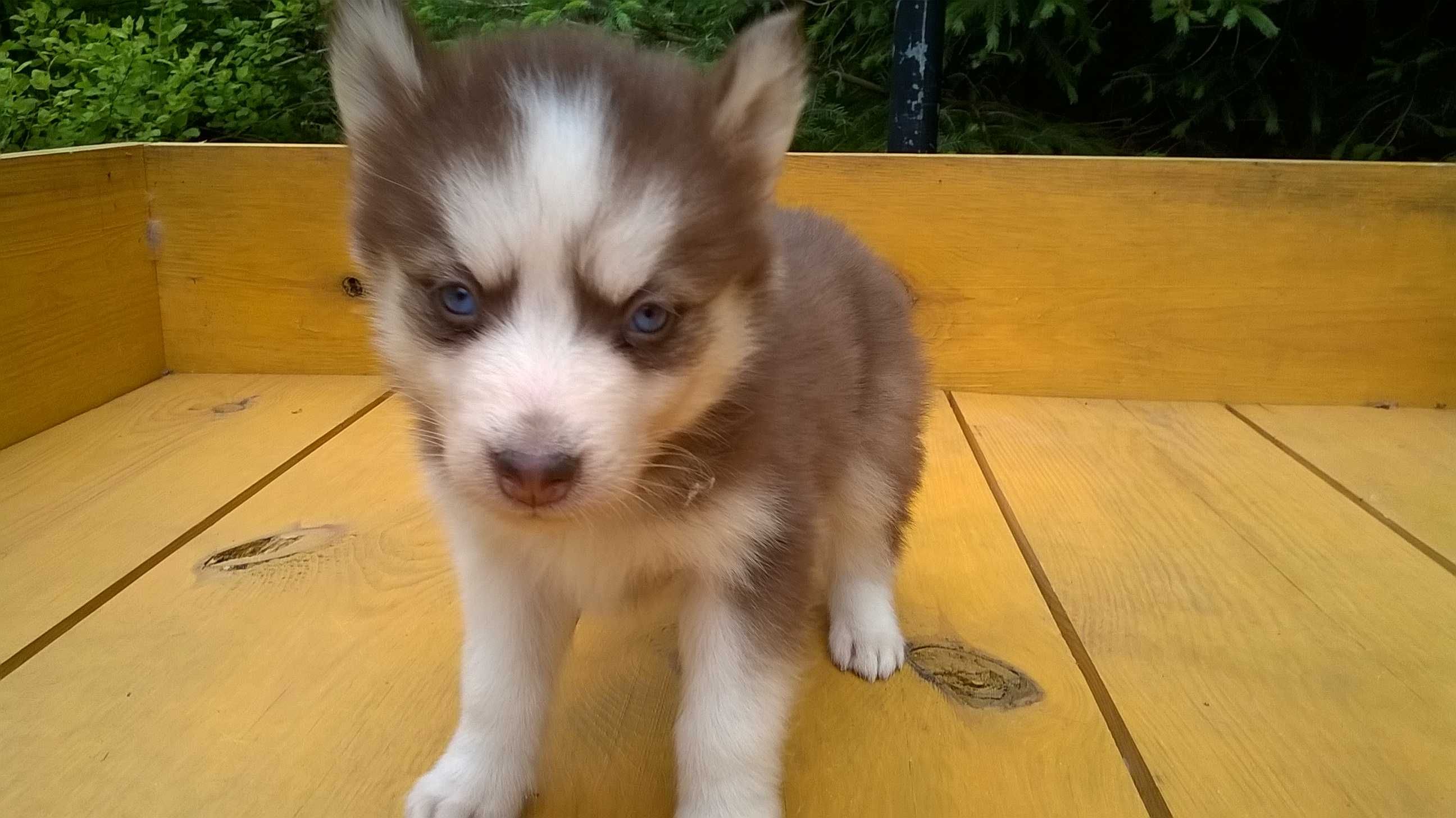 Szczenię Siberian Husky tel.-5.7.5.3.0.2.0.3.9.