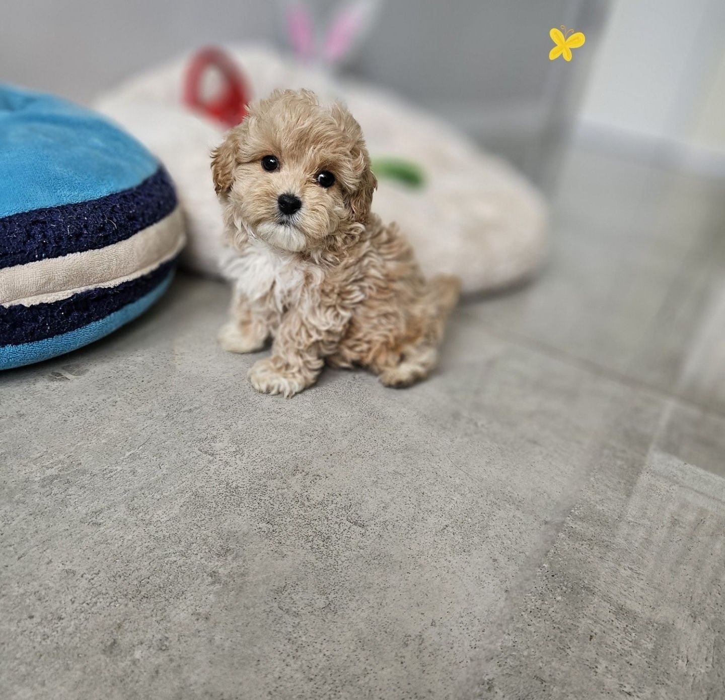 Maltipoo Maleńki Pudelkowy Chłopczyk