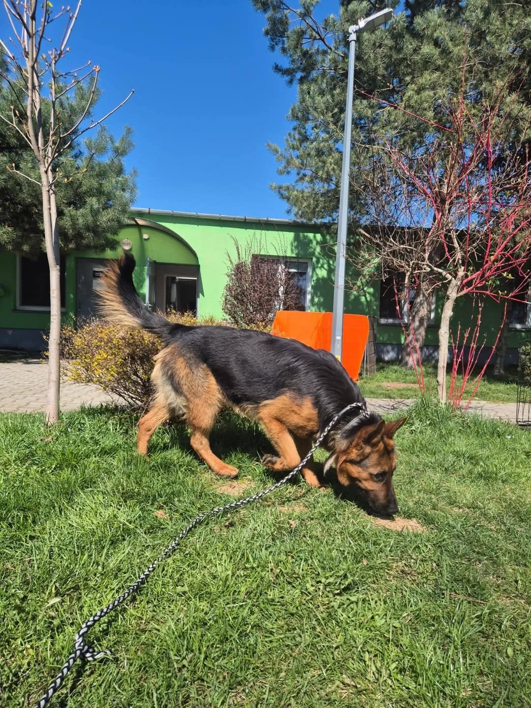 Owczarek Burbon szuka odpowiedzialnego domu. Adopcja tymczas