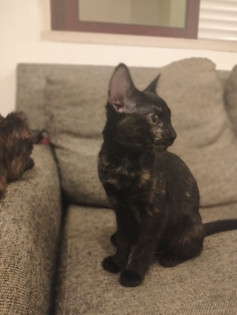 Dão-se gatinhos com 3 meses