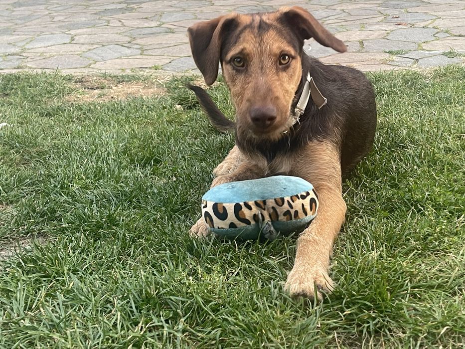 Oddam psa rasy terrier niemiecki (krzyzowka)