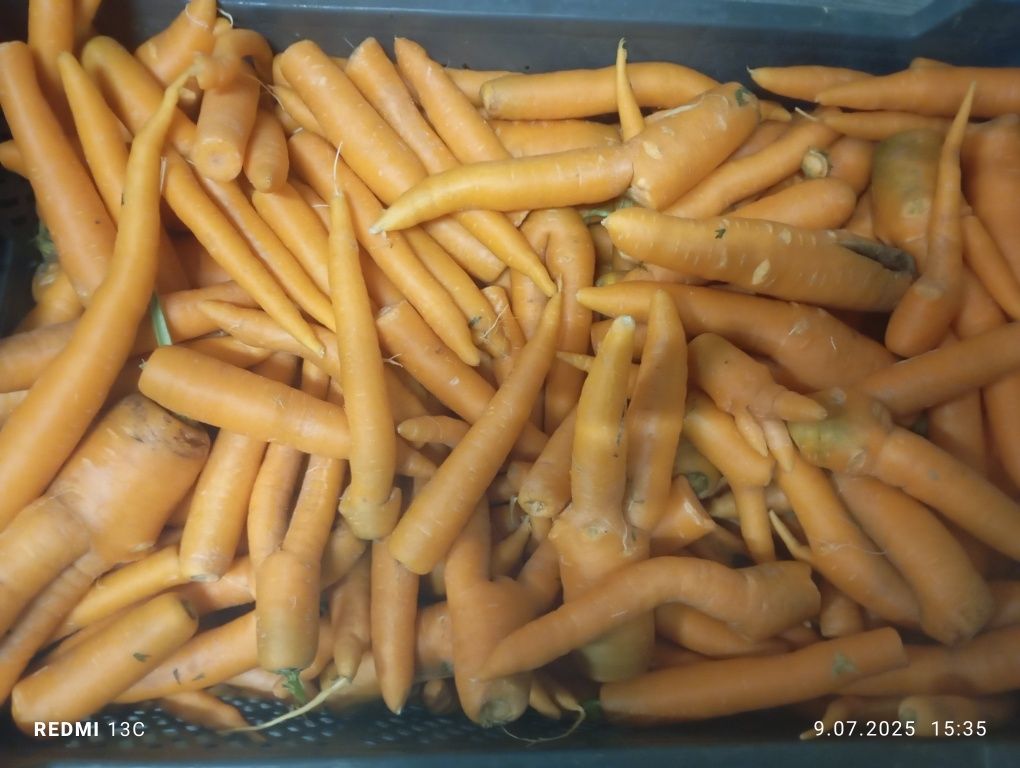 Marchew odpadowa myta