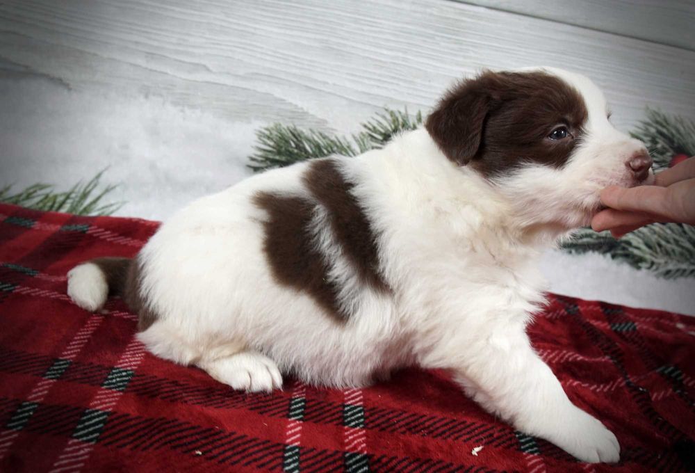 Border collie piesek czekoladowo biały po zdrowych rodzicach