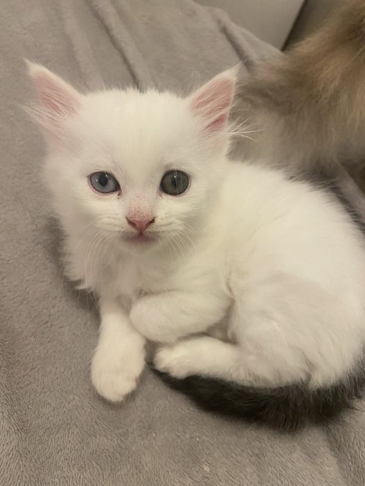 Gatinho branco e preto