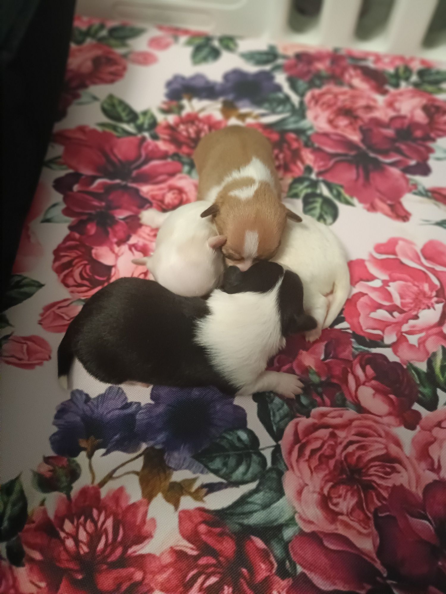 ***Chłopczyk chihuahua***