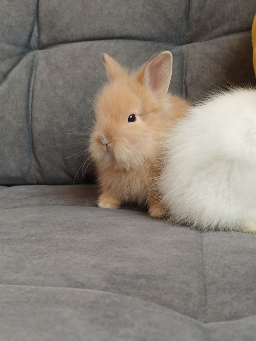 Królik miniaturka