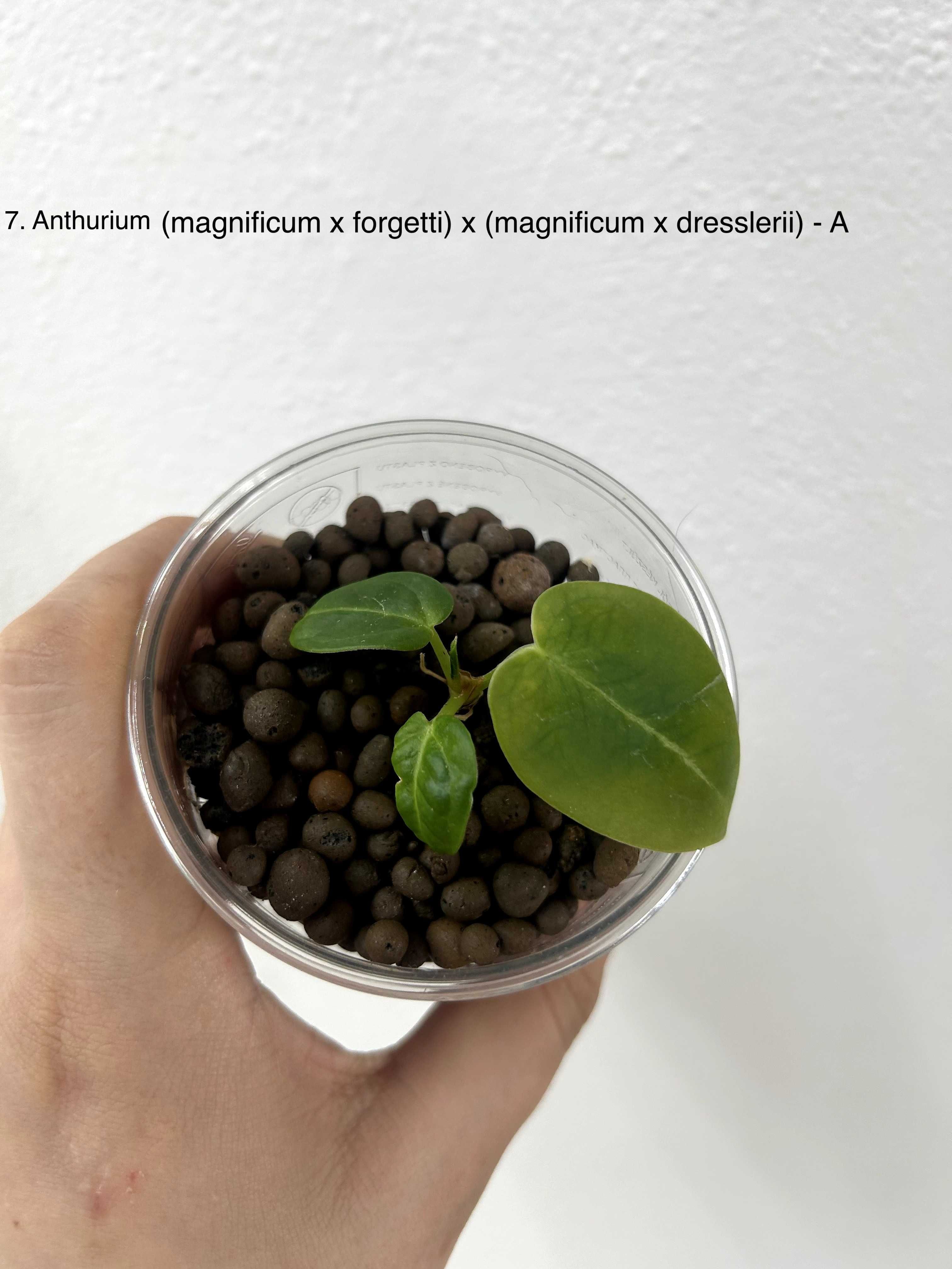 Anturium (magnificum x forgetti) x (magnificum x dreslerri)