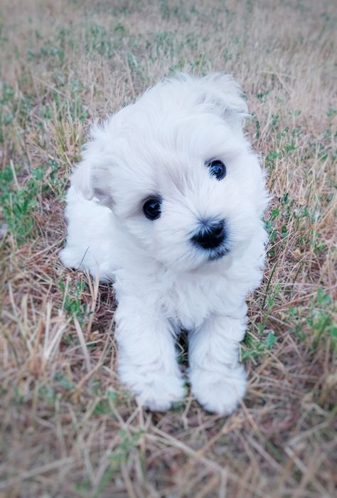 west highland white terrier - ZKwP (FCI) suczka