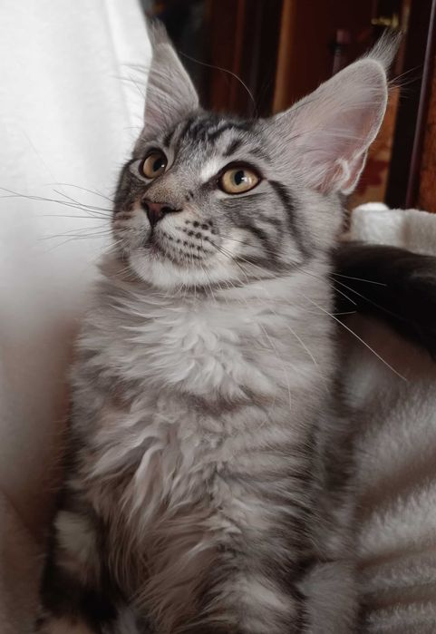 Bailey Kocurek Maine Coon Srebrny Klasycznie Pręgowany