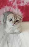 Шотландский котик золотая шиншилла ау11
