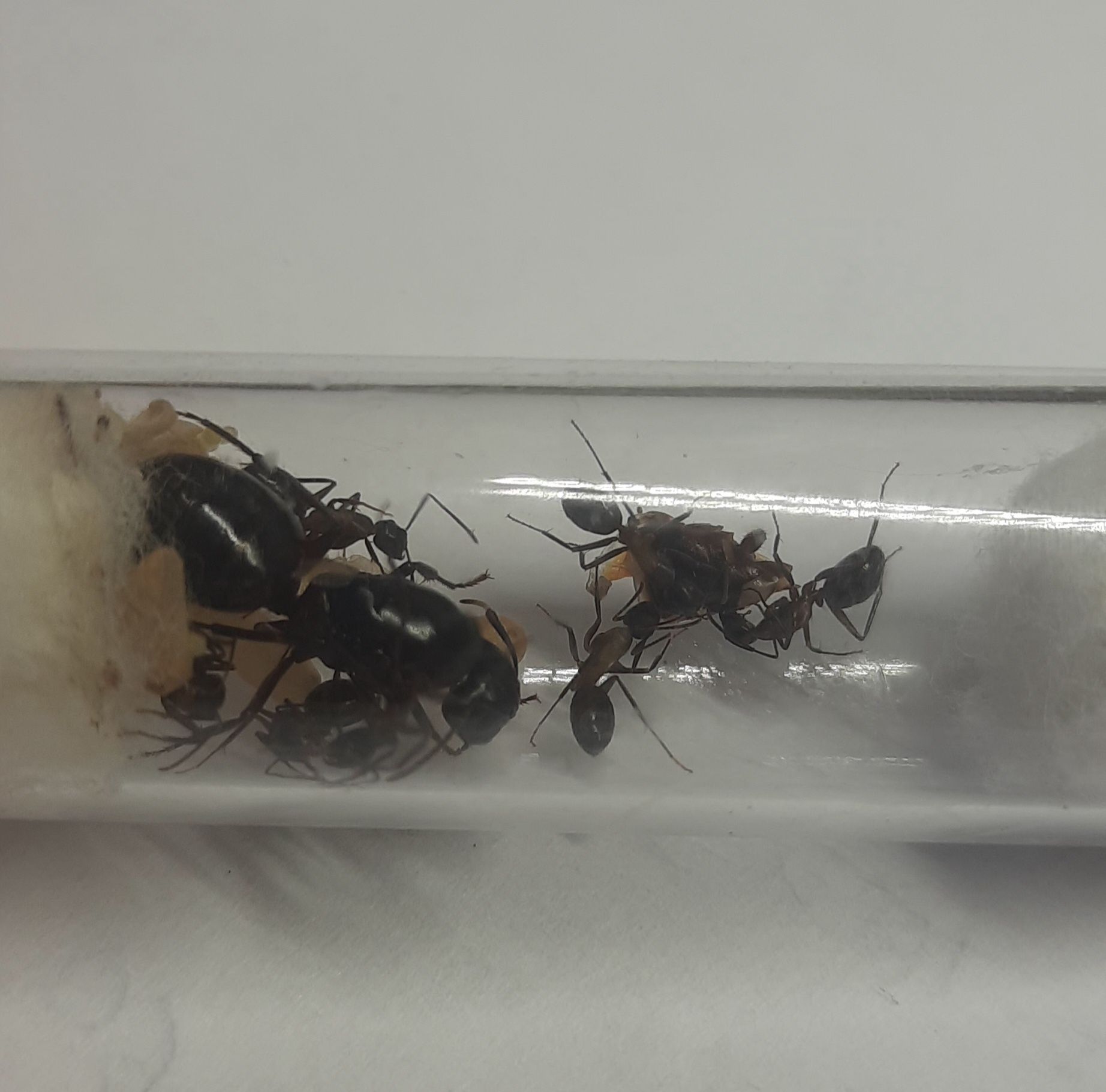 Camponotus ligniperda kolonia królowa + około 6 robotnic + potomstwo