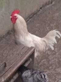 Sprzedam koguta leghorn