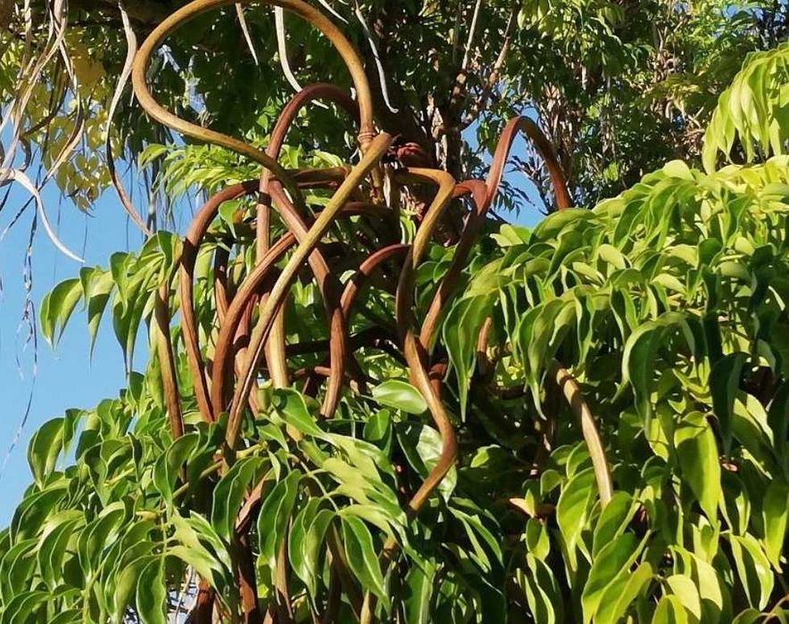 Plantas Purificadoras do Ar - RADERMANCHERA SINICA - Jumbo