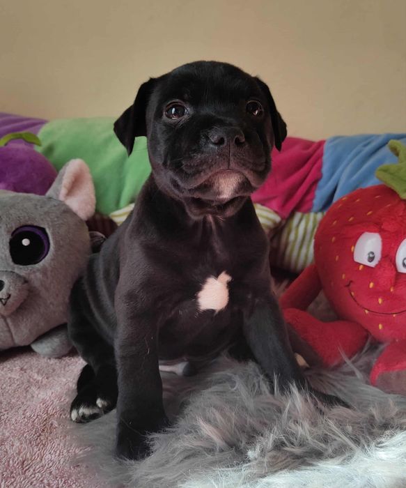 Staffordshire Bull Terrier Staffik suczka
