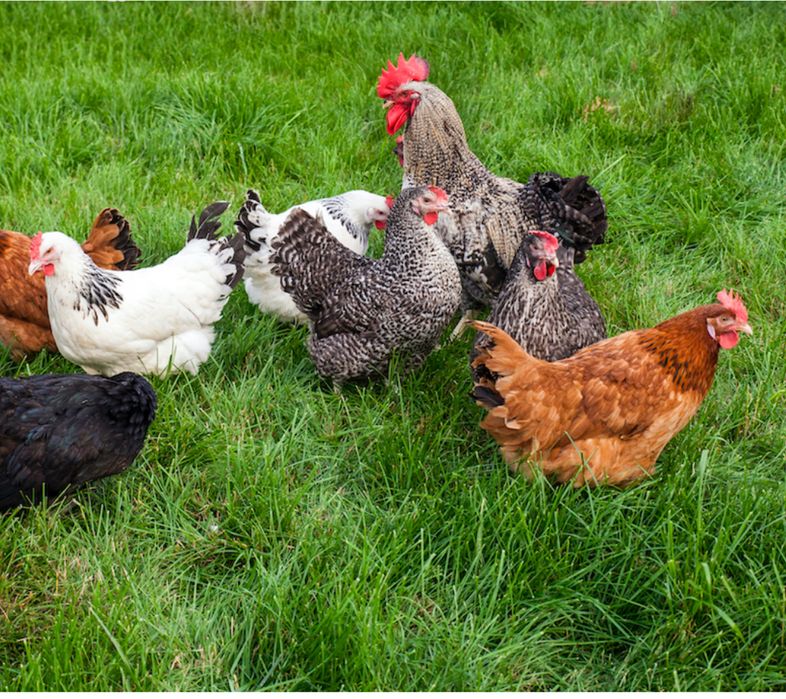 Kury rosołowe ok. 50 szt - sprzedam